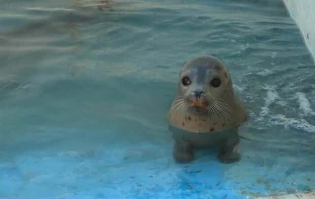 funny animals 11 2 Get Ready for Funny Animals #377 (21 photos)