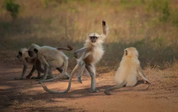 funny animals 11 Get Ready for Funny Animals #375 (25 photos)