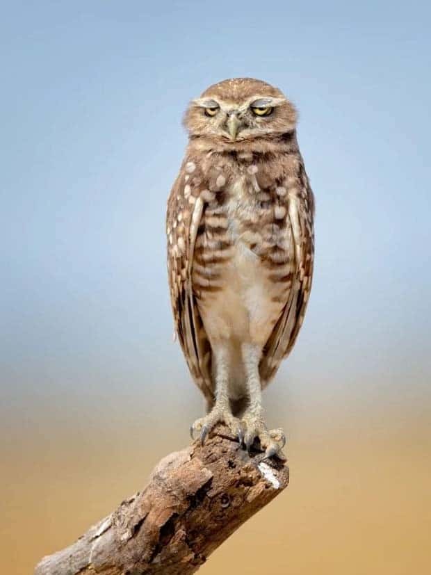 funny animals 15 Get Ready for Funny Animals #375 (25 photos)