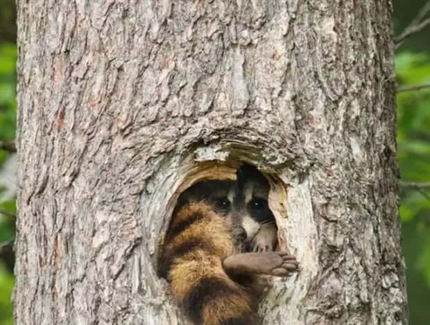 funny animals 16 Get Ready for Funny Animals #375 (25 photos)