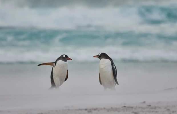 funny animals 17 Get Ready for Funny Animals #375 (25 photos)