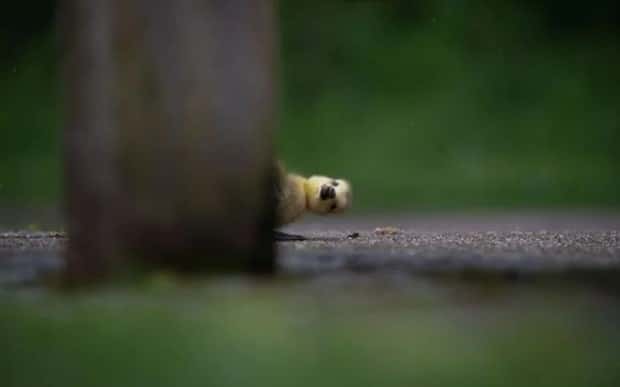 funny animals 18 Get Ready for Funny Animals #375 (25 photos)