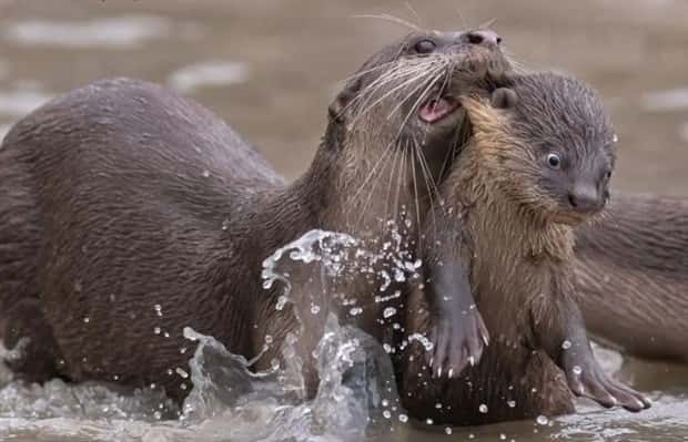 funny animals 19 Get Ready for Funny Animals #375 (25 photos)