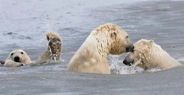 funny animals 20 Get Ready for Funny Animals #375 (25 photos)