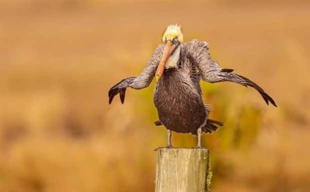 funny animals 23 Get Ready for Funny Animals #375 (25 photos)