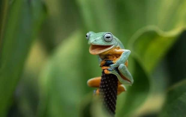 funny animals 24 Get Ready for Funny Animals #375 (25 photos)