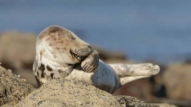 funny animals 7 Get Ready for Funny Animals #375 (25 photos)