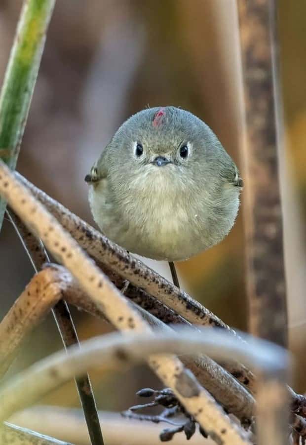 funny animals 8 Get Ready for Funny Animals #375 (25 photos)