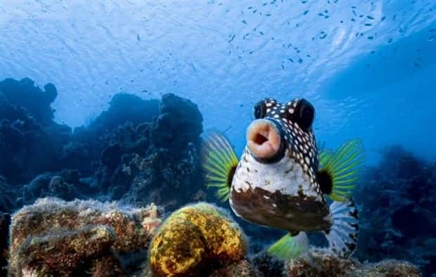 funny animals 9 Get Ready for Funny Animals #375 (25 photos)