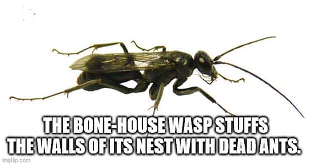 interesting facts 11 Cool and Interesting Facts #421 (20 photos)
