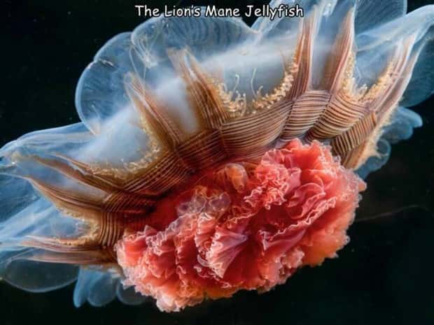 Interesting Pictures with Captions #146 (21 photos)