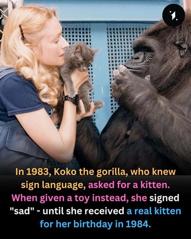 Cool and Interesting Facts #427 (20 photos)