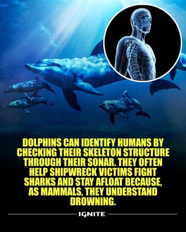 Cool and Interesting Facts #427 (20 photos)