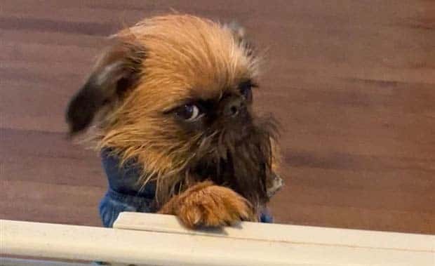 dogs side view 18 Adorable Dogs Rock Their Side View (20 photos)