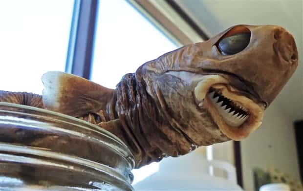 freaky sea creatures 10 Freaky Sea Creatures Found Far Below the Surface (36 photos)