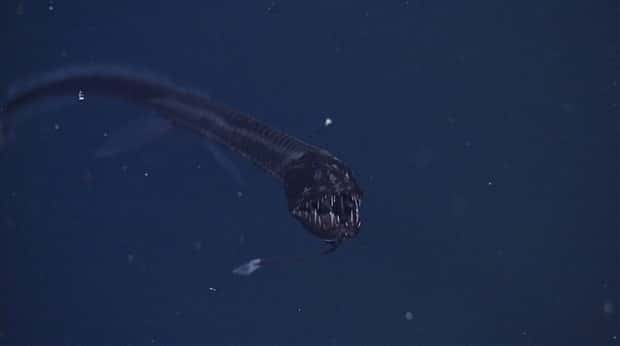 freaky sea creatures 11 Freaky Sea Creatures Found Far Below the Surface (36 photos)