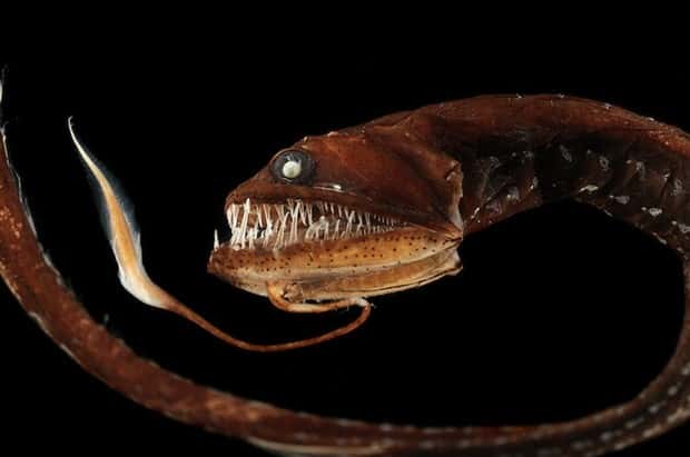 freaky sea creatures 12 Freaky Sea Creatures Found Far Below the Surface (36 photos)