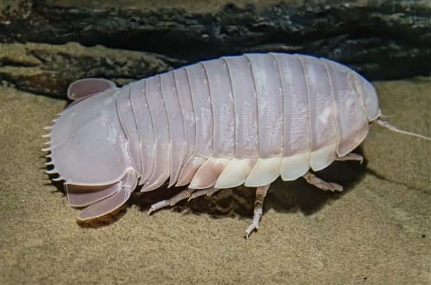 freaky sea creatures 18 Freaky Sea Creatures Found Far Below the Surface (36 photos)