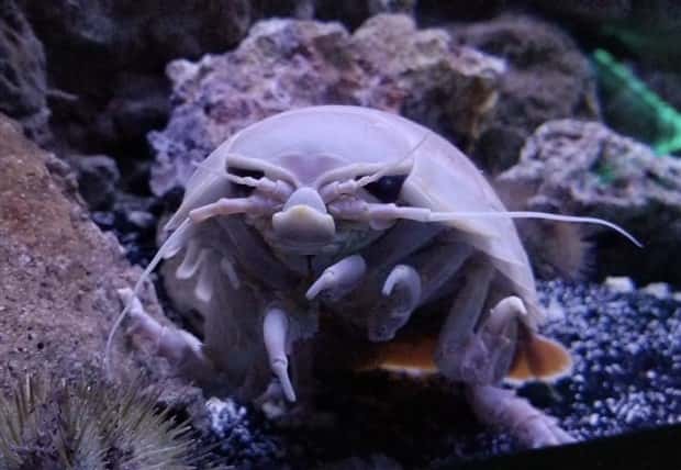 freaky sea creatures 19 Freaky Sea Creatures Found Far Below the Surface (36 photos)
