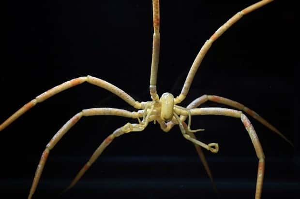 freaky sea creatures 21 Freaky Sea Creatures Found Far Below the Surface (36 photos)