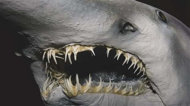 freaky sea creatures 22 Freaky Sea Creatures Found Far Below the Surface (36 photos)