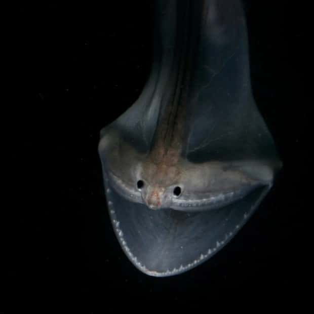 freaky sea creatures 26 Freaky Sea Creatures Found Far Below the Surface (36 photos)