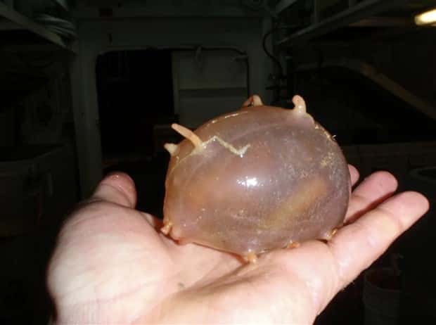 freaky sea creatures 28 Freaky Sea Creatures Found Far Below the Surface (36 photos)