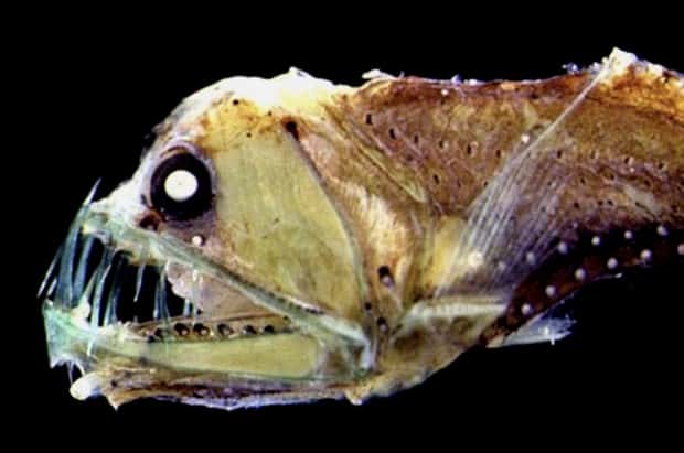 freaky sea creatures 35 Freaky Sea Creatures Found Far Below the Surface (36 photos)
