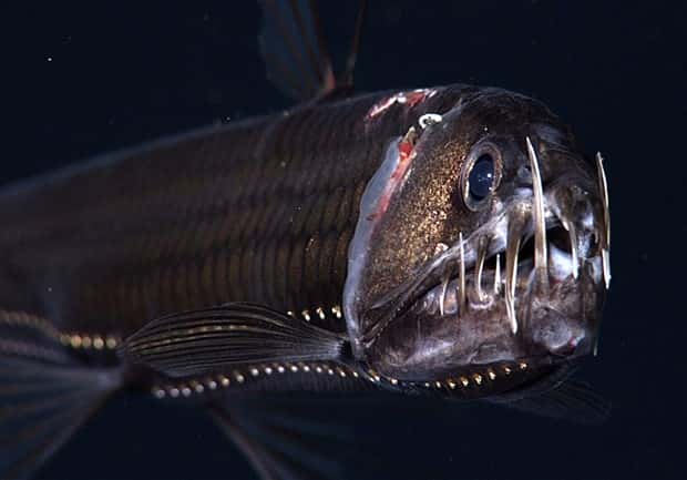 freaky sea creatures 36 Freaky Sea Creatures Found Far Below the Surface (36 photos)
