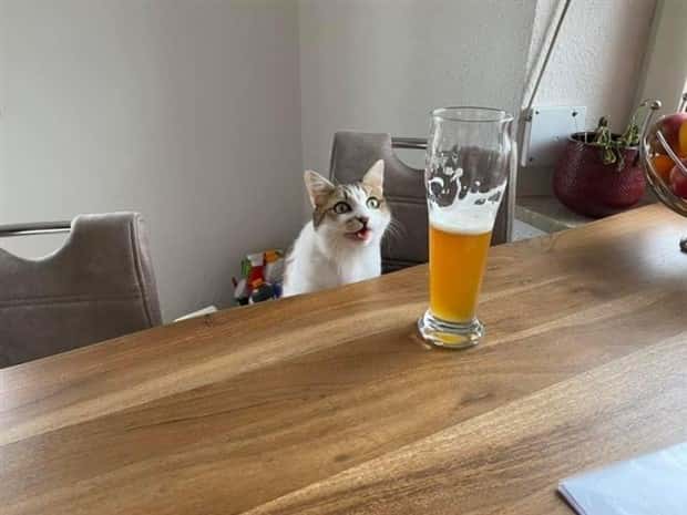 funny animals 1 1 Get Ready for Funny Animals #380 (24 photos)