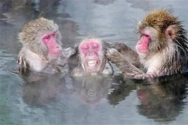 Get Ready for Funny Animals #382 (22 photos)