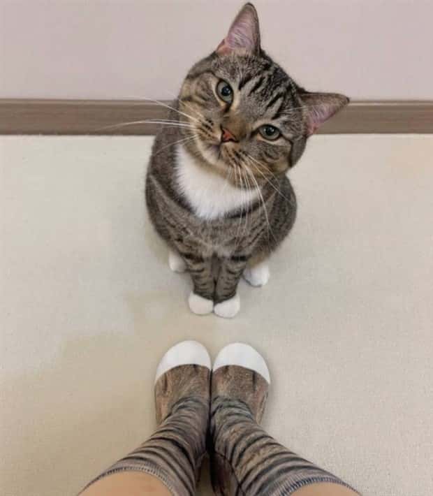 funny animals 1 Get Ready for Funny Animals #379 (26 photos)