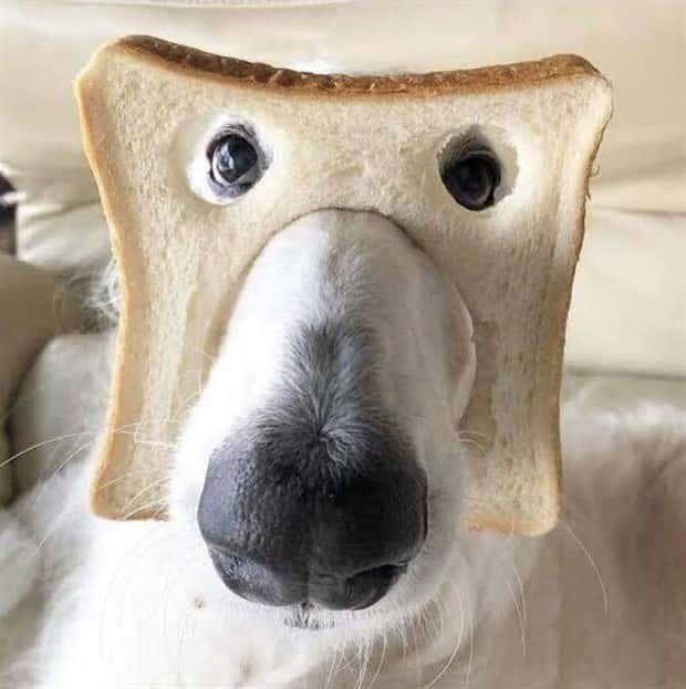 funny animals 10 Get Ready for Funny Animals #379 (26 photos)