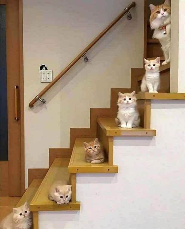 funny animals 12 1 Get Ready for Funny Animals #380 (24 photos)