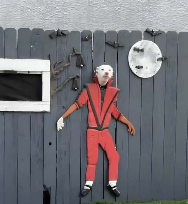 Get Ready for Funny Animals #382 (22 photos)