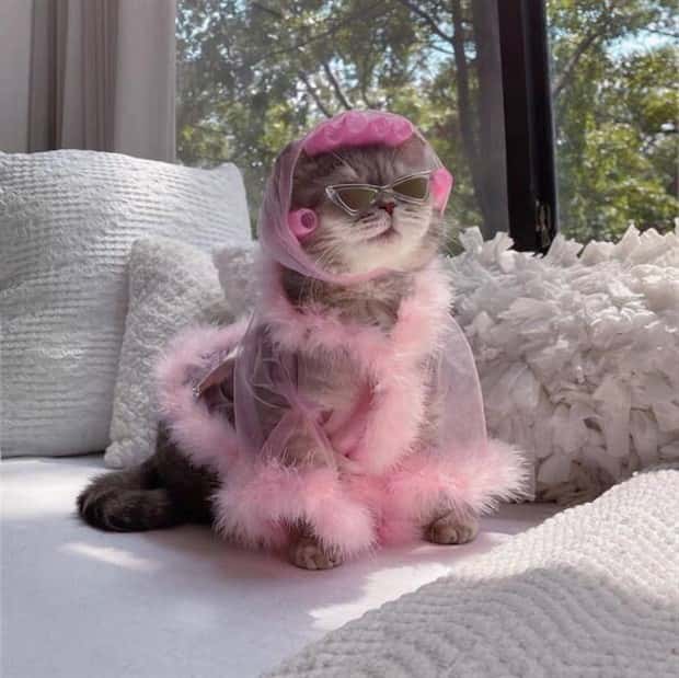funny animals 12 Get Ready for Funny Animals #379 (26 photos)
