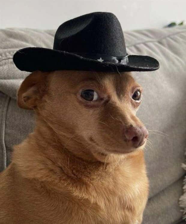 funny animals 13 1 Get Ready for Funny Animals #380 (24 photos)