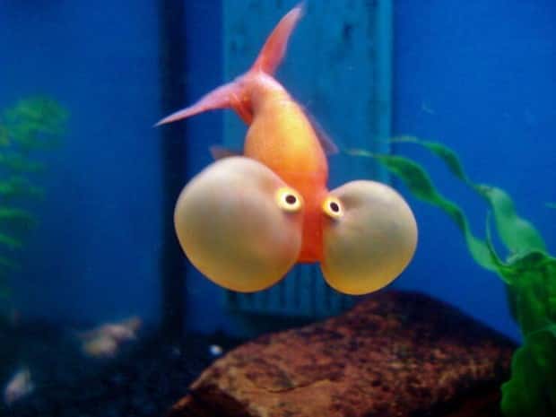 funny animals 13 Get Ready for Funny Animals #379 (26 photos)