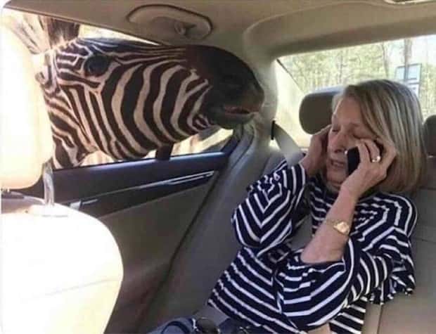 funny animals 14 1 Get Ready for Funny Animals #380 (24 photos)