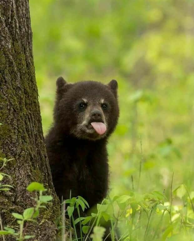 funny animals 14 Get Ready for Funny Animals #379 (26 photos)