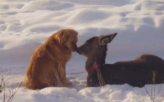 funny animals 15 1 Get Ready for Funny Animals #380 (24 photos)