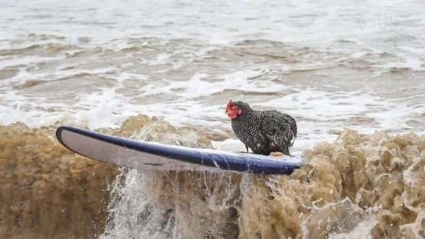 funny animals 17 1 Get Ready for Funny Animals #380 (24 photos)