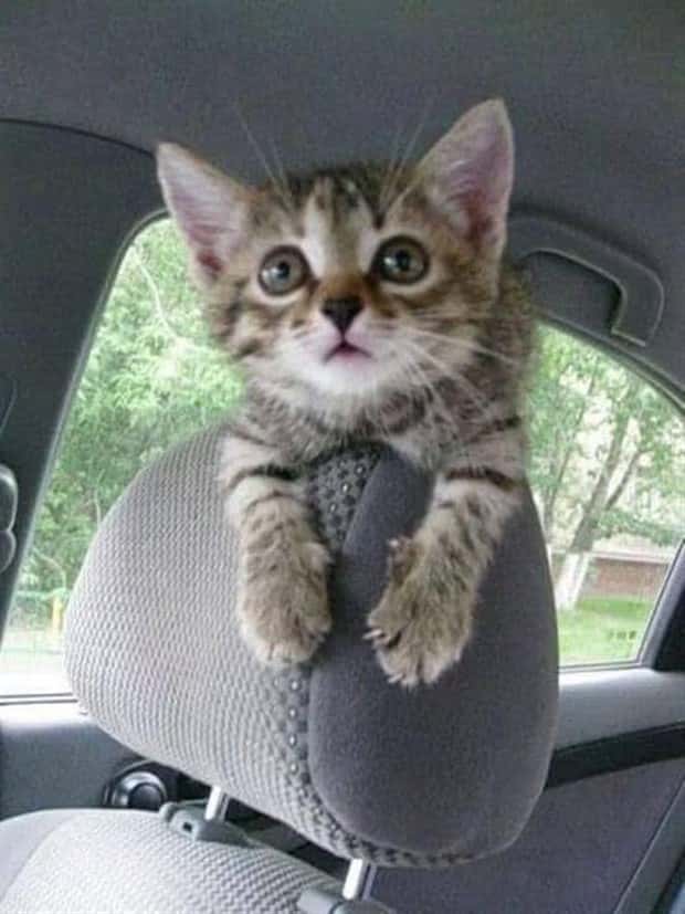 funny animals 2 1 Get Ready for Funny Animals #380 (24 photos)