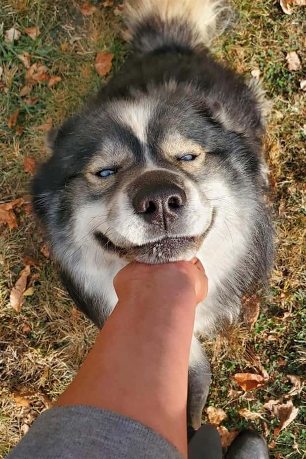 Get Ready for Funny Animals #382 (22 photos)