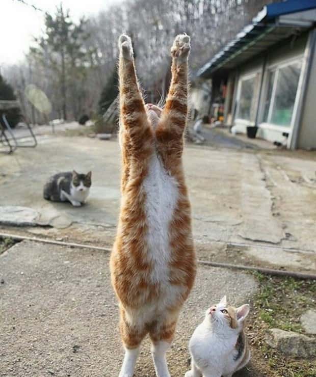 funny animals 2 Get Ready for Funny Animals #379 (26 photos)