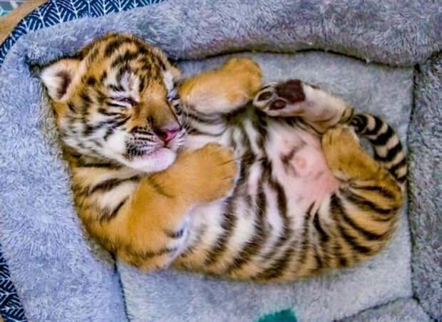 funny animals 20 1 Get Ready for Funny Animals #380 (24 photos)
