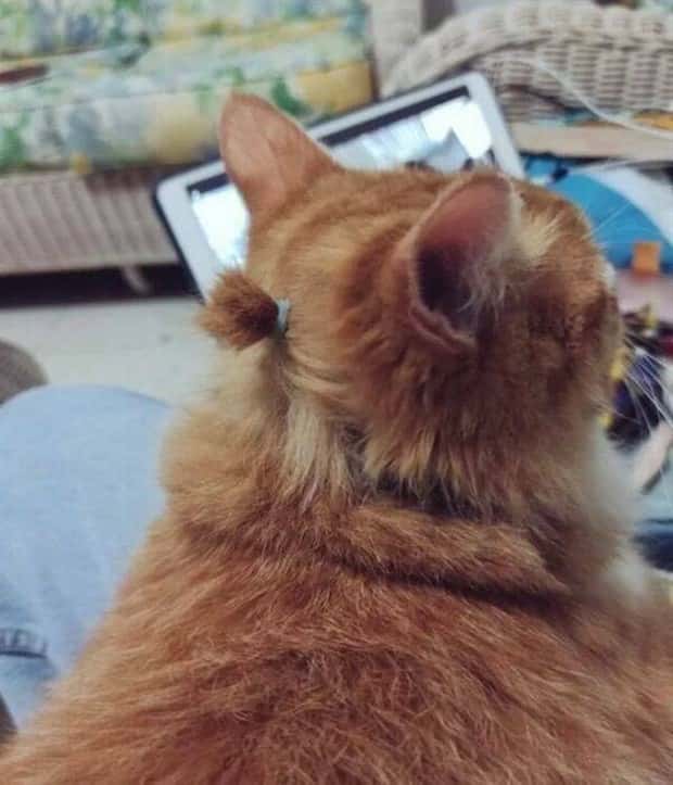 funny animals 20 Get Ready for Funny Animals #379 (26 photos)