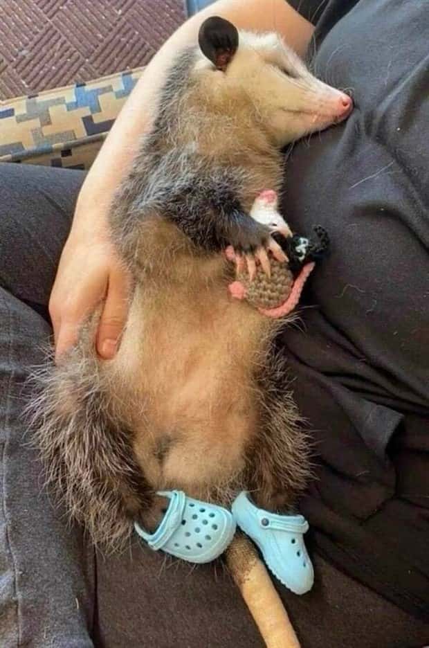 funny animals 21 Get Ready for Funny Animals #379 (26 photos)