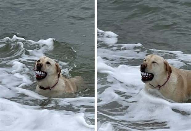 funny animals 22 1 Get Ready for Funny Animals #380 (24 photos)