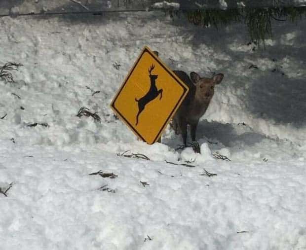 funny animals 22 Get Ready for Funny Animals #379 (26 photos)